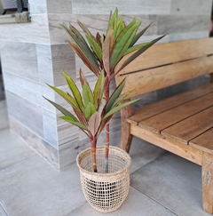 Planta Dracena Rubra 80cm - tienda online
