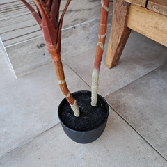 Planta Dracena Rubra 80cm en internet