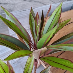 Planta Dracena Rubra 80cm - kazaru