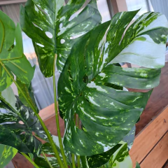 Planta Monstera Variegada Disciplinada artificial XL 170cm - tienda online
