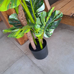 Imagen de Planta Monstera Variegada Disciplinada artificial XL 170cm