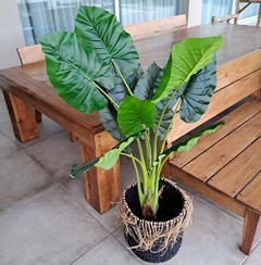 Planta Alocasia artificial 120cm - tienda online