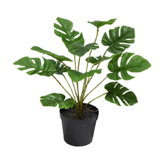 Planta Monstera 45cm