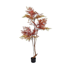 Arbol Fresno rojo 160cm
