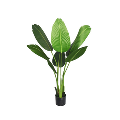 Planta Banano 120cm