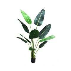 Planta Banano 160cm