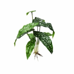 Planta 9 Hojas con Pintitas y Raices Grande