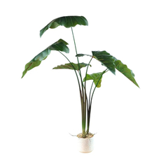 Planta Colocasia 2 varas 100cm