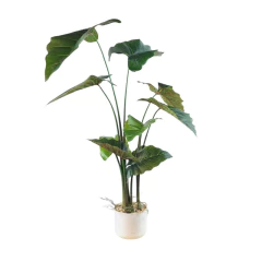 Planta Colocasia 3 varas 100cm