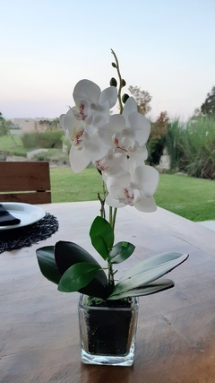 Nicole orquidea 1 vara maceta vidrio cuadrada en internet