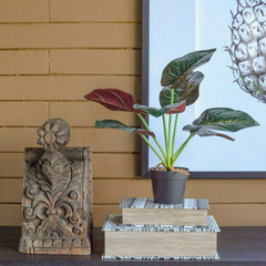 Planta alocacia 40cm - comprar online