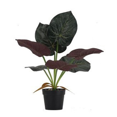 Planta alocacia 40cm en internet