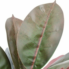 Planta alocacia 40cm - tienda online