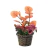 Planta de colores en internet