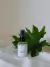 Verbena - Mini Home Spray Aromatizador de Ambientes 30 ml - Car Spray - comprar online