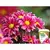 Adubo Flores fertilizante completo - comprar online