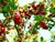 Imagem do Fertilizante Adubo Forth Frutas