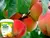 Fertilizante Adubo Forth Frutas - Nargué art Tabacaria & Óleo de cbd 