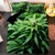 Conjunto de roupa de cama 420 Folhas de ervas