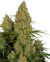 Sticky Orange XXL Autoflorecientes X3 - SENSI SEEDS - comprar online