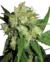 SENSI SKUNK X 3 SENSI SEEDS en internet