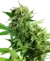 BLACKBERRY CAKE FEM X3 - SENSI SEEDS - comprar online
