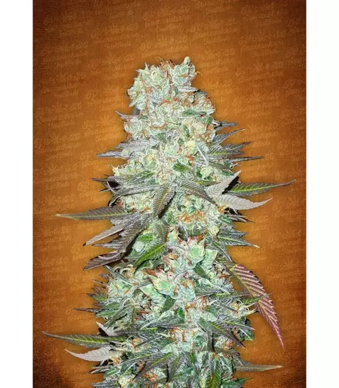 G14 AUTO 3+2 FASTBUD