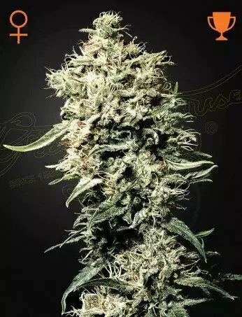 WHITE RHINO X3 - FEM GREENHOUSE