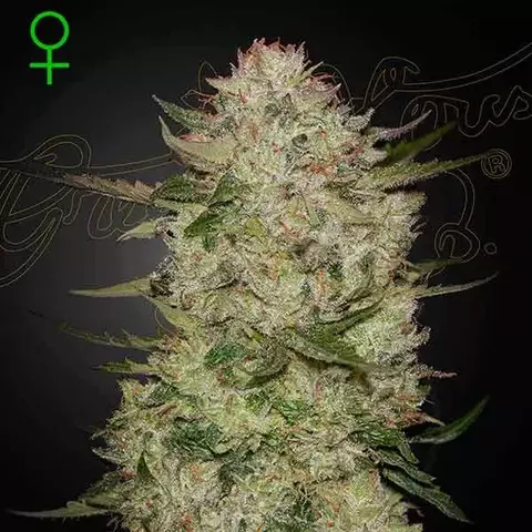 ARJAN´S STRAWBERRY HAZE FEM X3 GREEN HOUSE