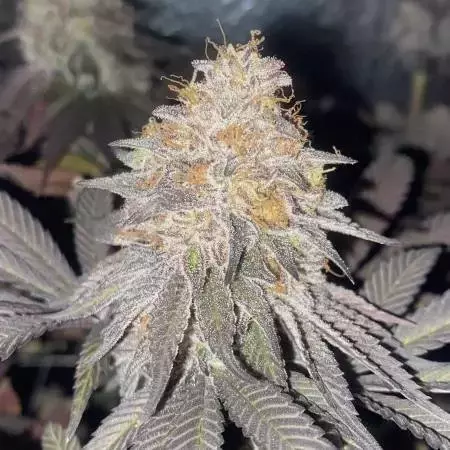 KING KUSH FEM X3 - GREEN HOUSE