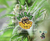 OG KUSH AUTO X5 - Poison seeds - comprar online