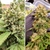 BLUEBERRY X3 AUTO - Dutch Passion - comprar online