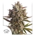 BLUEBERRY X3 AUTO - Dutch Passion