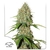 BROOKLYN SUNRISE X3 AUTO - Dutch Passion