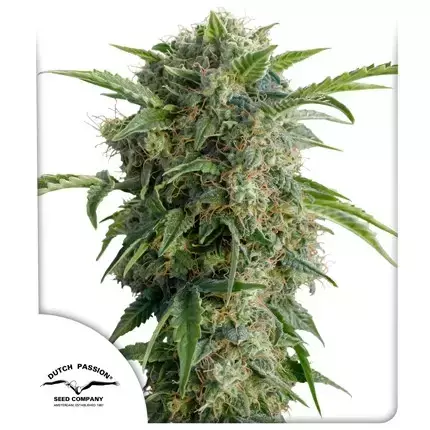 AUTO DAIQUIRI LIME (3 seeds) - comprar online
