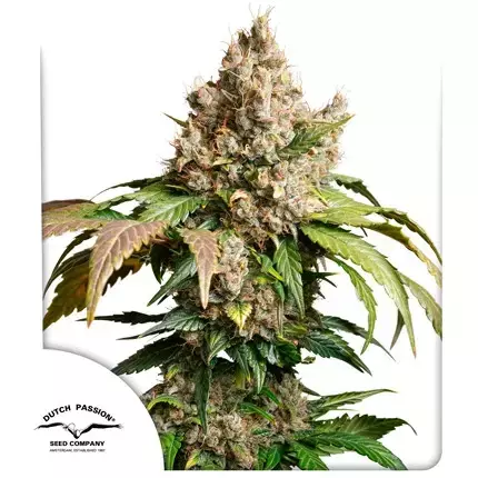 AUTO RED TROPICANA COOKIES (3 seeds) NEW 2025 - comprar online