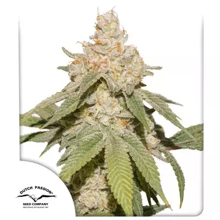 AUTO SFV OG (3 seeds) - comprar online