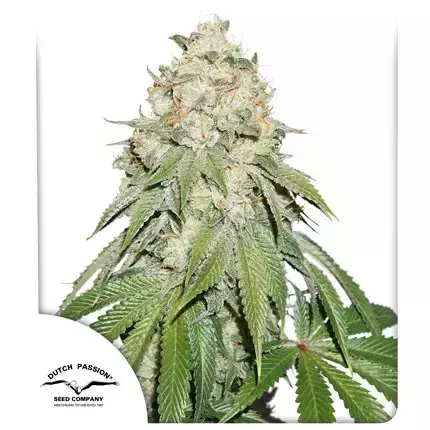 BANANA BLAZE (3 seeds) - comprar online