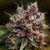 BLUEBERRY X3 FEM - Dutch Passion - comprar online