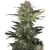 RED DWARF AUTO X3 - Buddha Seeds - comprar online