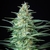 RED DWARF AUTO X3 - Buddha Seeds