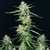 SYRUP AUTO X3 - Buddha Seeds