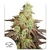 NIGHT QUEEN AUTO X3 - Dutch Passion