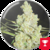 1024 FEM X3 - Medical Seeds