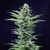 ROYAL CRITICAL X3 AUTO - Royal Queen - comprar online