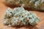 DESTROLLERA AUTO X5 - Poison seeds en internet