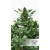 FRISIAN DUCK X3 FEM - Dutch Passion - comprar online