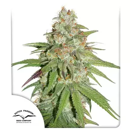 GLUEBERRY O.G. X 3 FOTOPERIODICA - DUTCH PASSION