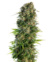 HINDU KUSH X3 AUTO - Sensi Seeds - comprar online