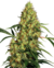 MEXICAN SATIVA X 3 SENSI SEEDS